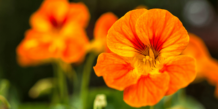 Flowers Fast Coupons